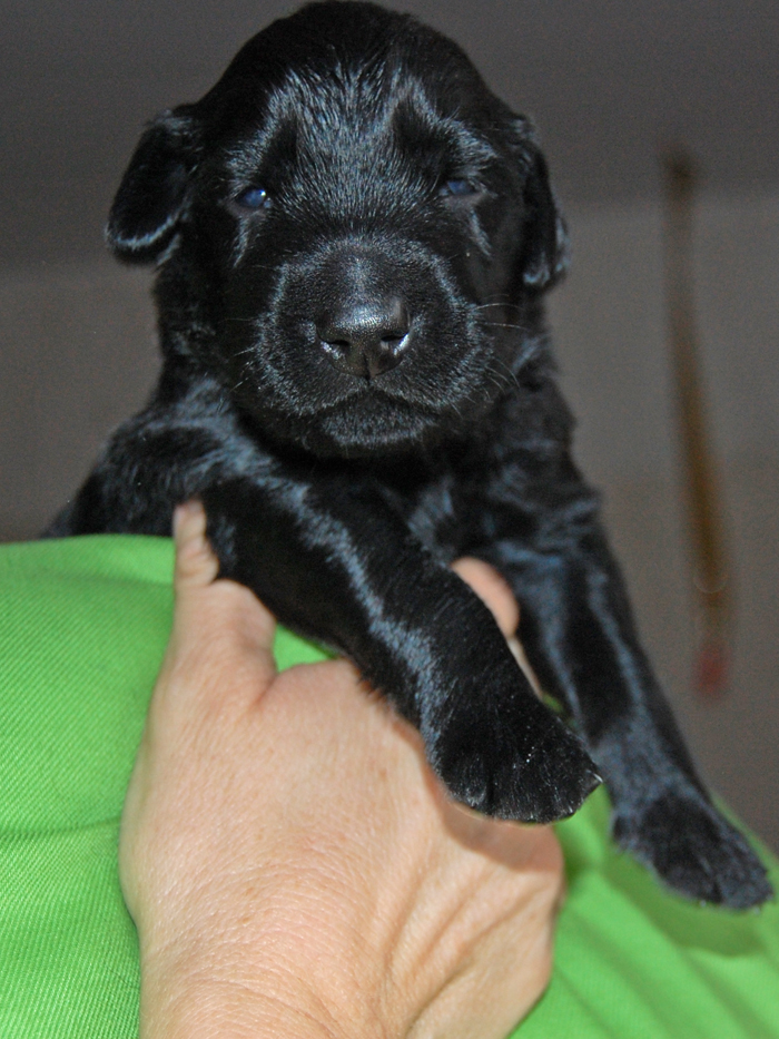 littlegelnnyd