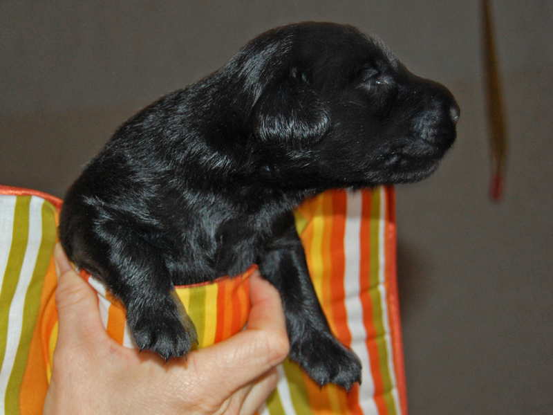 littelcocod